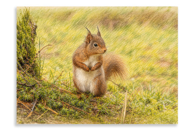 Red Squirrel Yorkshire - Artistic
